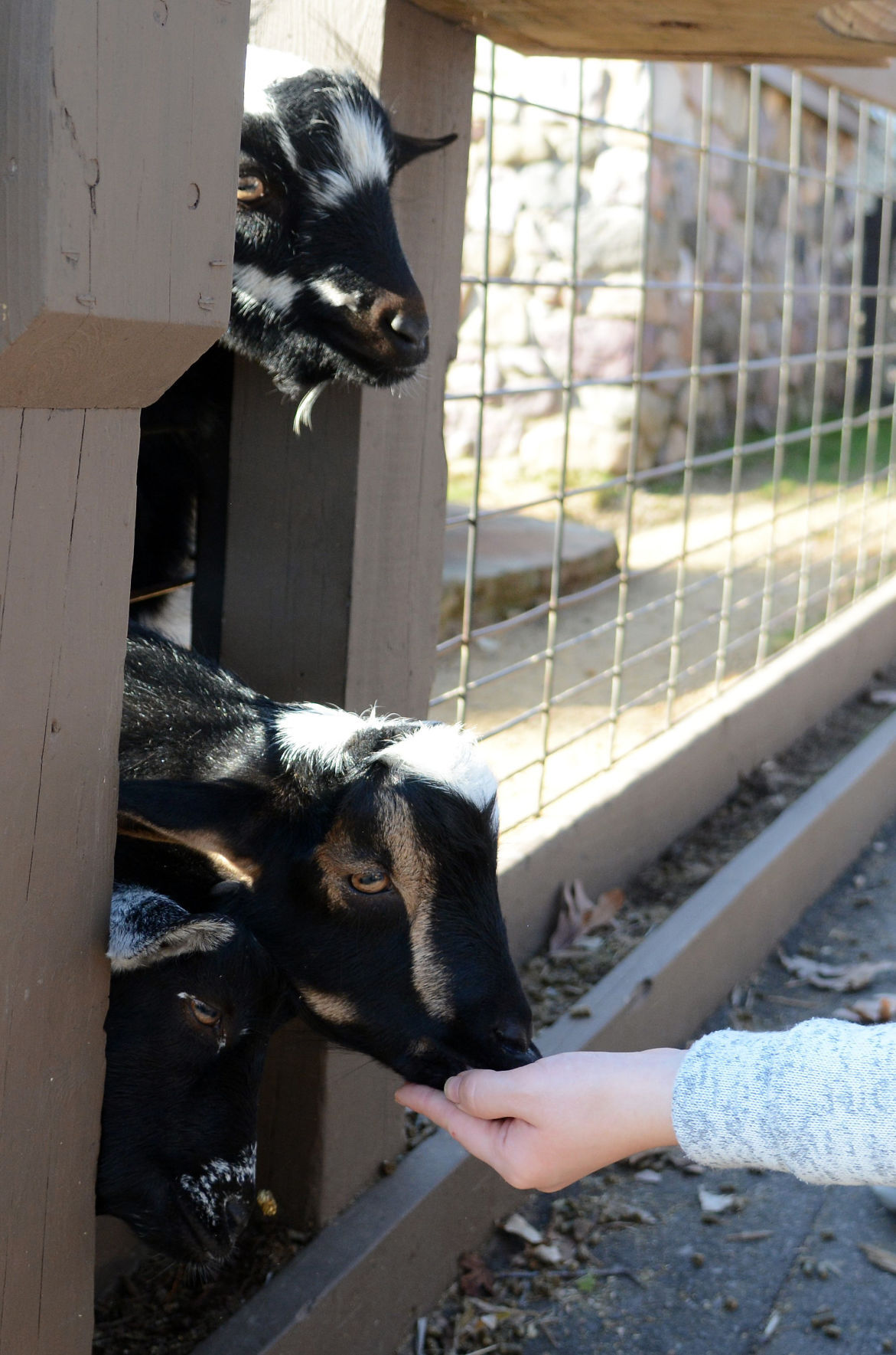 Scenes from Baraboo's Ochsner Park Zoo, Nov. 7, 2020